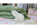 persiancatkittens-for-sale-small-4