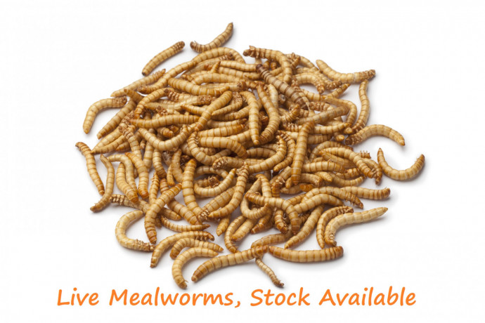 mealworm-big-2