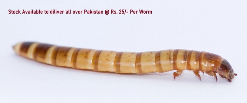 mealworm-big-0