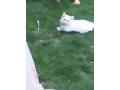 white-imported-persian-kitten-small-1