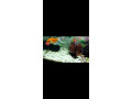 aquarium-2x1-with-fishes-small-1