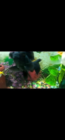 aquarium-2x1-with-fishes-big-2
