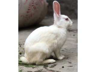 White Skin & Red Eyes Rabbits Up for Grabs (Albino Breed)