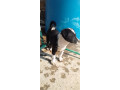 border-collie-dog-for-sell-small-0