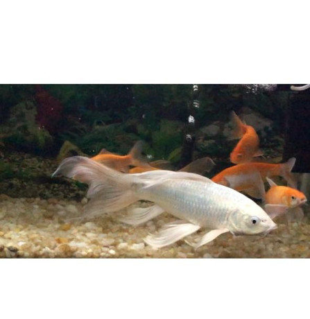 1ft-white-fish-big-0