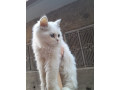 white-persian-kitten-small-1