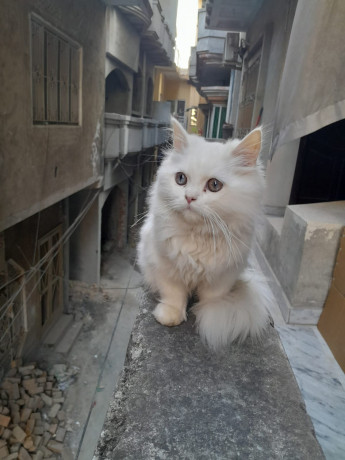 white-persian-kitten-big-0