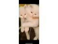 kittens-for-sale-semi-punch-face-persian-small-0