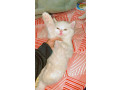 kittens-for-sale-semi-punch-face-persian-small-1