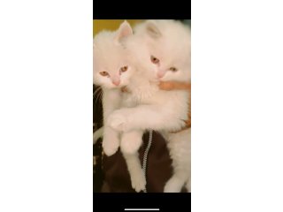 Kittens for sale semi punch face persian