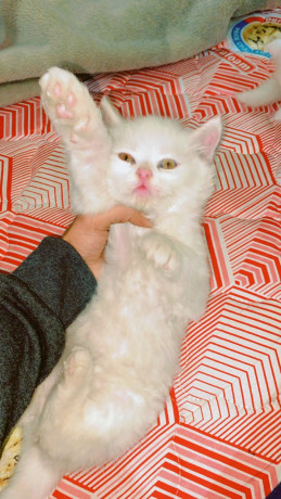 kittens-for-sale-semi-punch-face-persian-big-1