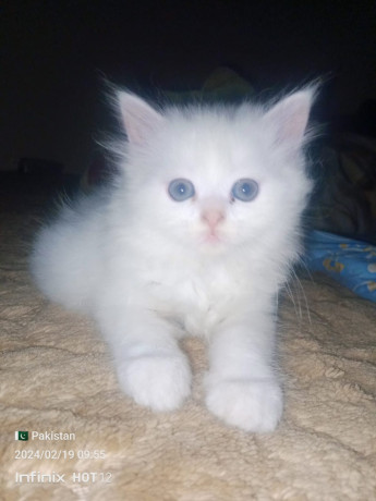 male-white-cat-big-1