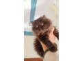persian-triple-coated-kitten-small-1