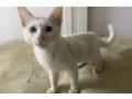 mixed-breed-persian-kittens-small-0