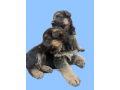 gsd-puppys-long-coat-small-0