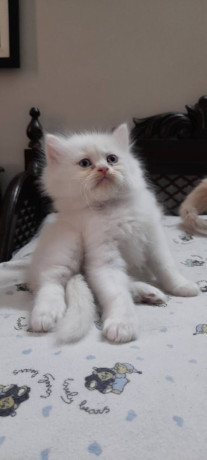 pure-persian-white-and-grey-kittens-with-blue-and-yellow-eyes-big-3