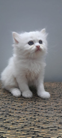 pure-persian-white-and-grey-kittens-with-blue-and-yellow-eyes-big-1