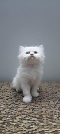 pure-persian-white-and-grey-kittens-with-blue-and-yellow-eyes-big-0