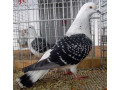 ice-pigeon-small-3