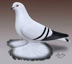 ice-pigeon-big-0