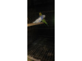 3-love-birds-with-cage-for-urgent-sale-small-2