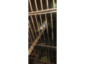3-love-birds-with-cage-for-urgent-sale-small-3