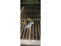 3-love-birds-with-cage-for-urgent-sale-small-4