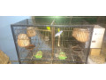 3-love-birds-with-cage-for-urgent-sale-small-0