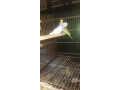 3-love-birds-with-cage-for-urgent-sale-small-1