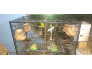 3 love birds with cage for urgent sale
