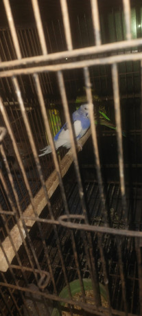 3-love-birds-with-cage-for-urgent-sale-big-3