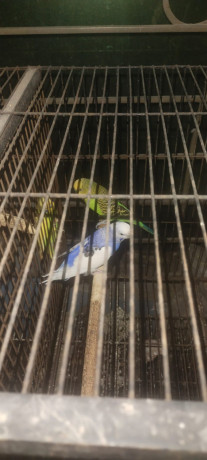 3-love-birds-with-cage-for-urgent-sale-big-4