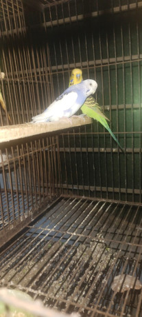 3-love-birds-with-cage-for-urgent-sale-big-1