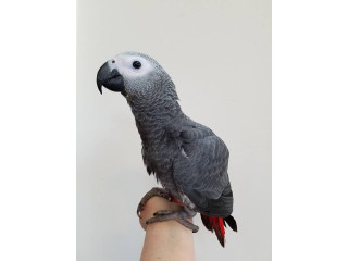 African Grey parrots pair