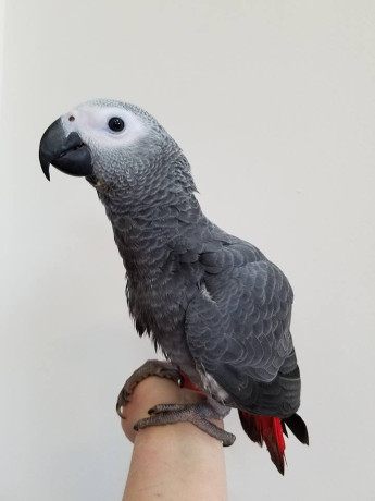african-grey-parrots-pair-big-0