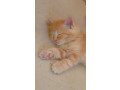 persian-kittens-for-sale-small-0