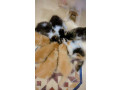 persian-kittens-for-sale-small-2