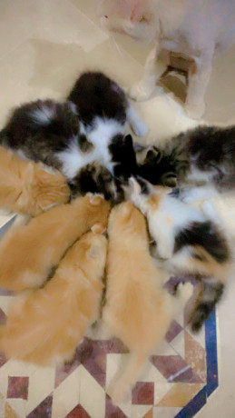 persian-kittens-for-sale-big-2