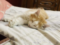 male-persian-kitten-small-1