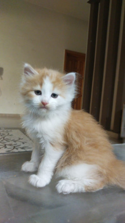 male-persian-kitten-big-0