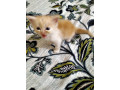 cute-high-quality-persian-kittens-for-sale-small-3