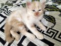 cute-high-quality-persian-kittens-for-sale-small-1