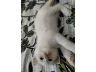 Cute high quality persian kittens for sale