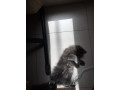 3-months-old-persian-cat-small-1