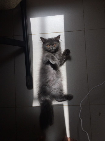 3-months-old-persian-cat-big-4
