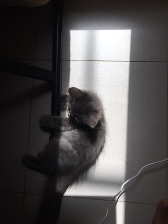 3-months-old-persian-cat-big-2