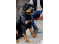 rottweiler-small-0