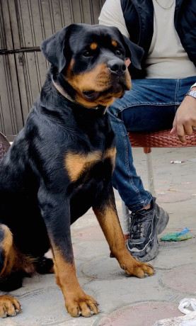 rottweiler-big-0