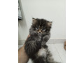 kitten-for-sale-small-1