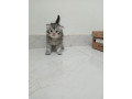 kitten-for-sale-small-0